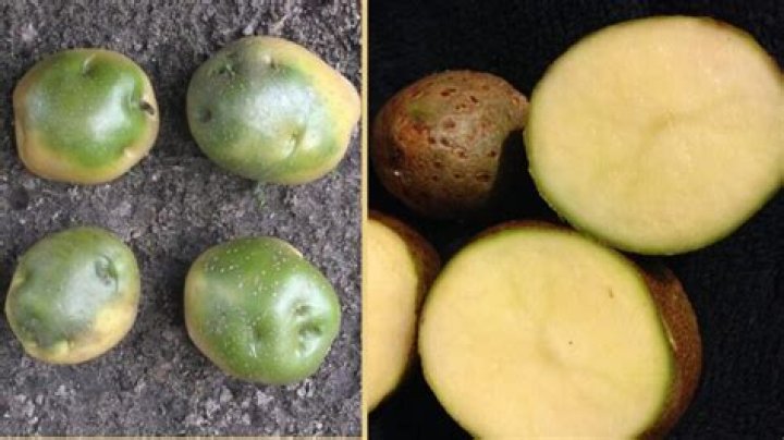 Do green potatoes cause birth defects?