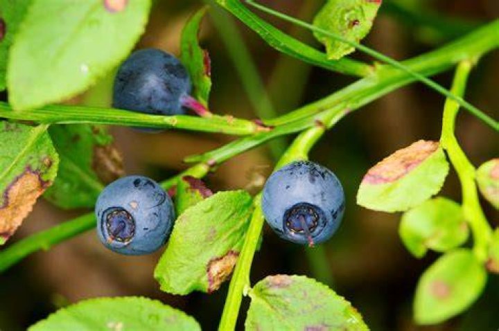 Do huckleberries grow in the South?
