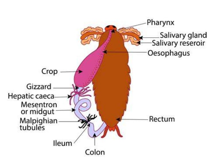 Do humans have gizzards?