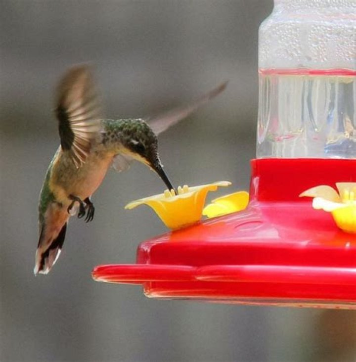 Do I need to boil sugar water for hummingbirds?