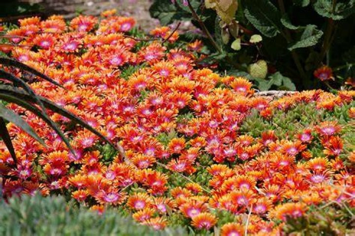 Do ice plants die in winter?