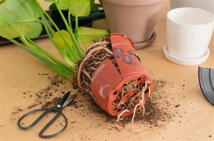 Do IKEA plants need to be repotted?
