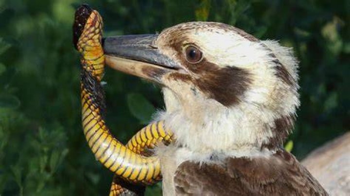 Do Kookaburras eat snakes?