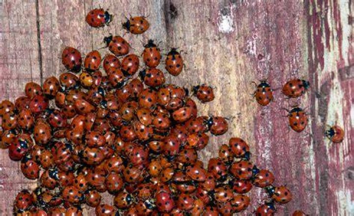 Do ladybugs breed indoors?