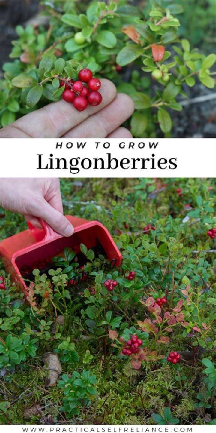 Do lingonberries grow in Minnesota?