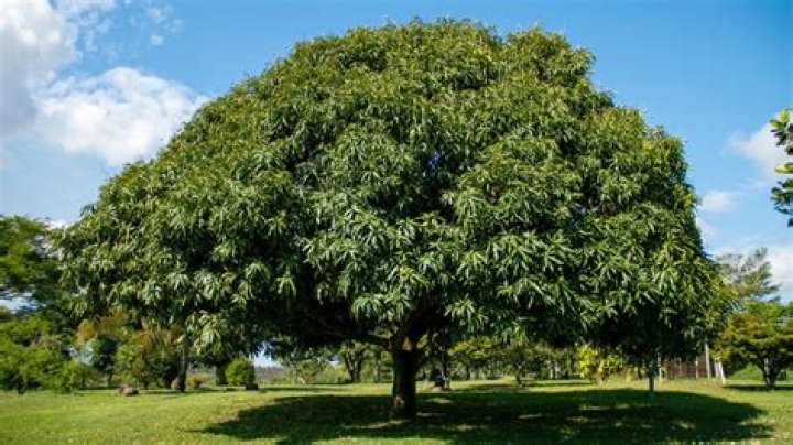 Do mango trees go dormant?