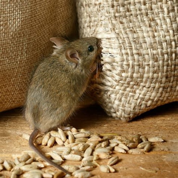 Do mice eat rice?