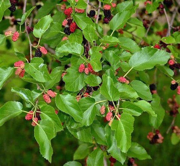 Do mulberry trees bear fruit every year?