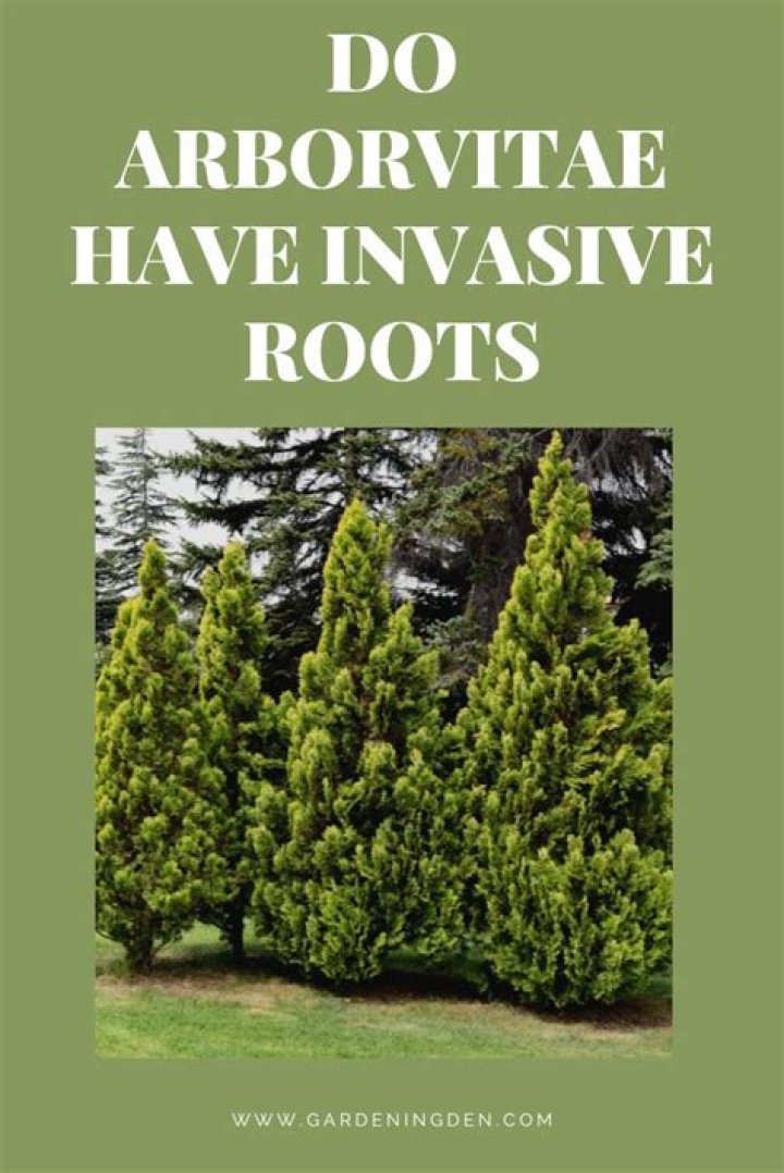 Do Murrayas have invasive roots?