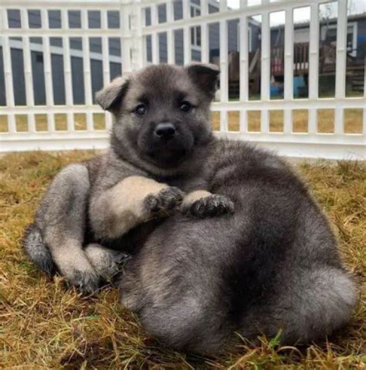 Do Norwegian Elkhounds like to cuddle?