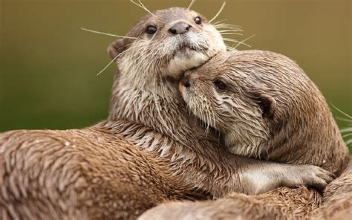 Do otters like to cuddle?