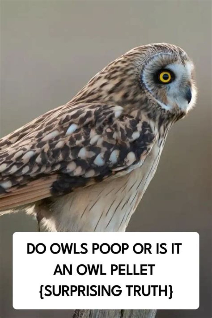 Do Owls poop out of their mouth?