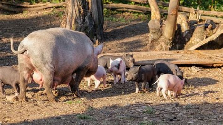 Do pigs eat their babies?