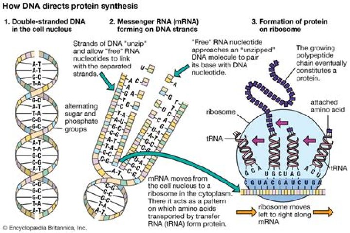 Do protists have DNA or RNA?