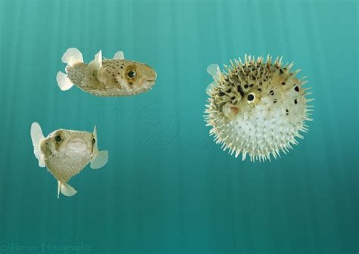 Do puffer fish die after they inflate?