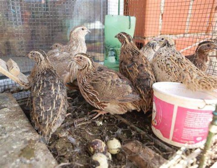Do Quails mate for life?