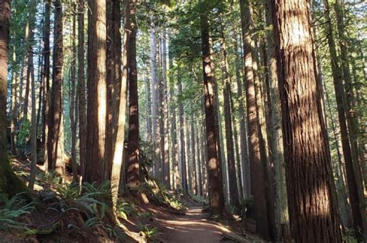 Do redwoods grow anywhere besides California?