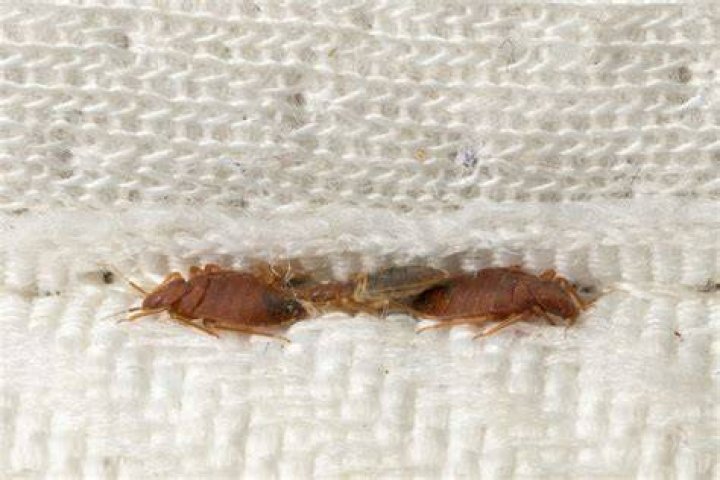 Do Reeses Pieces have bugs in them?