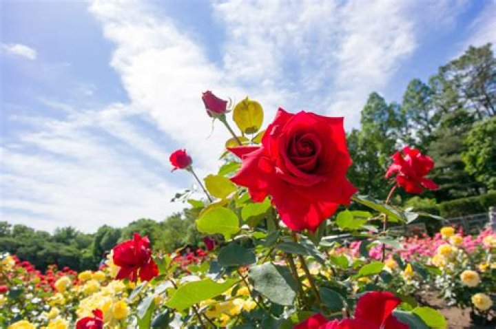 Do roses need lots of sun?