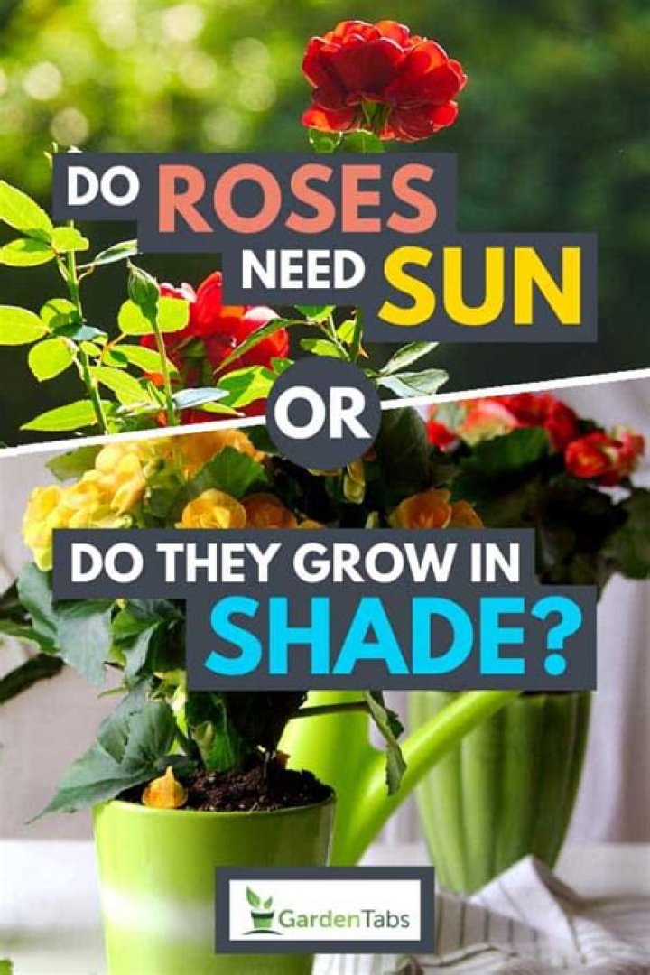 Do roses need sun or shade?