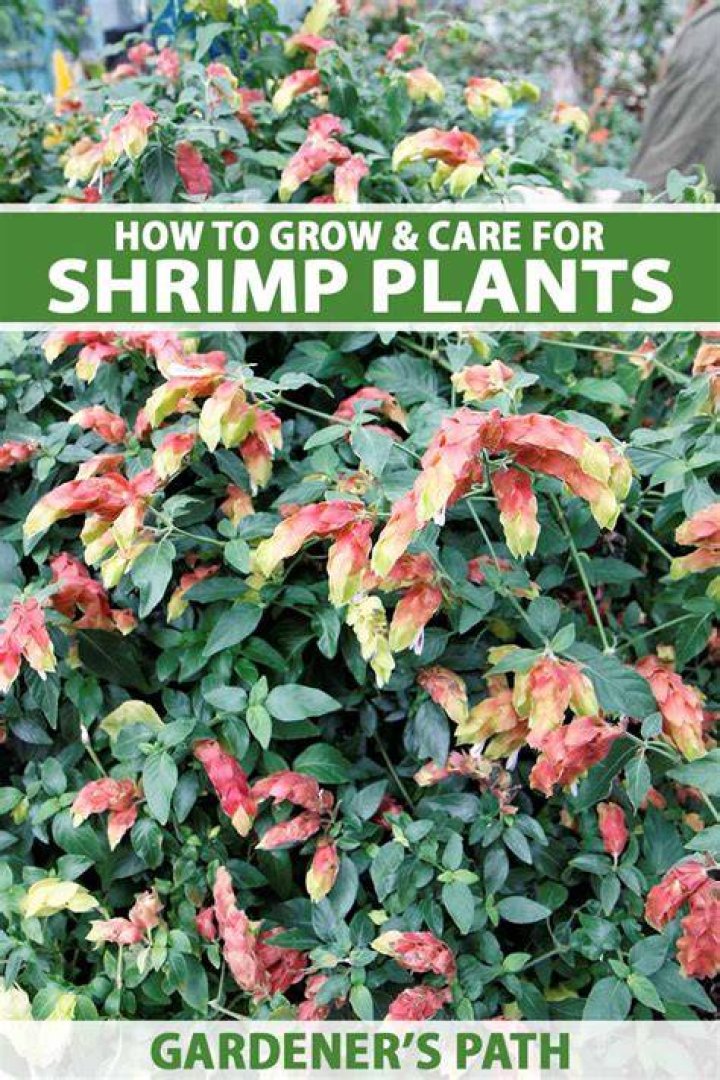Do shrimp plants like full sun?