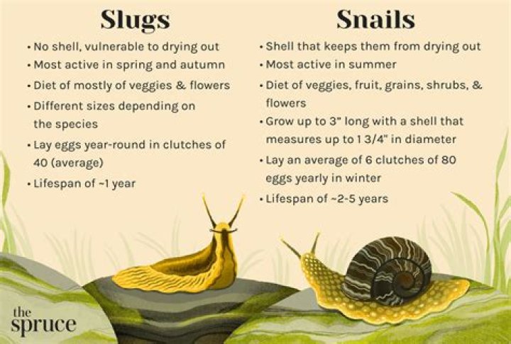 Do slugs die if you step on them?