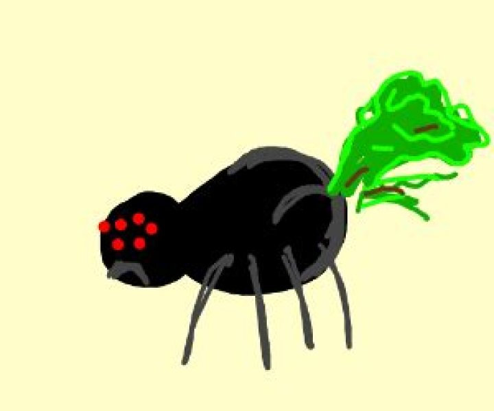 Do spiders fart?