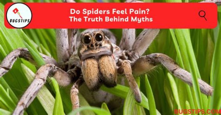 Do spiders feel pain when they lose a leg?