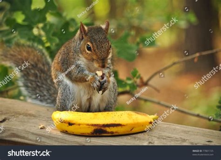 Do squirrels eat bananas?