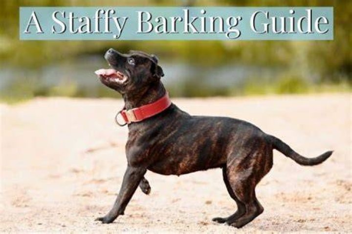 Do Staffies bark much?
