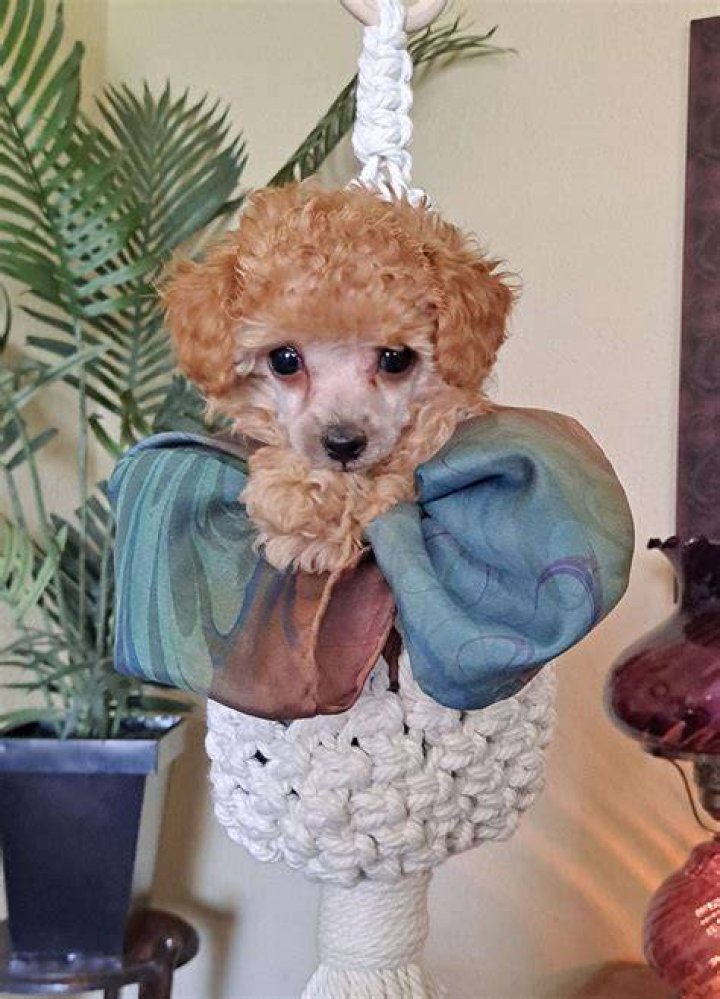 Do teacup poodles stay small?