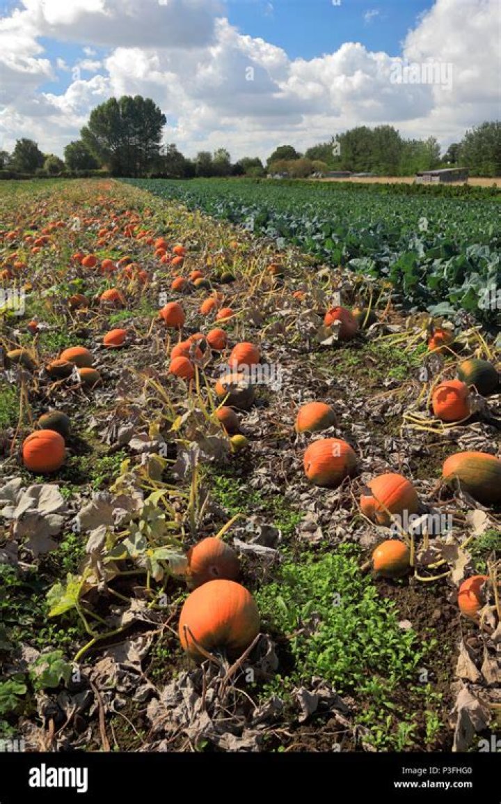 Do they have pumpkins in England?