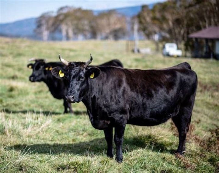 Do they massage cows?