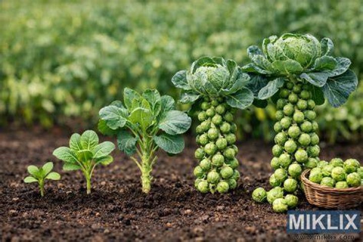 Do they sell sprouts in target?