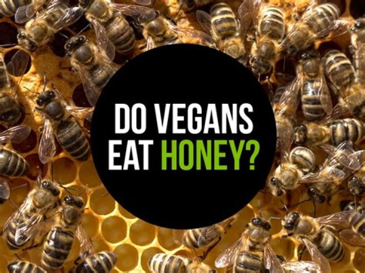 Do vegans relapse?