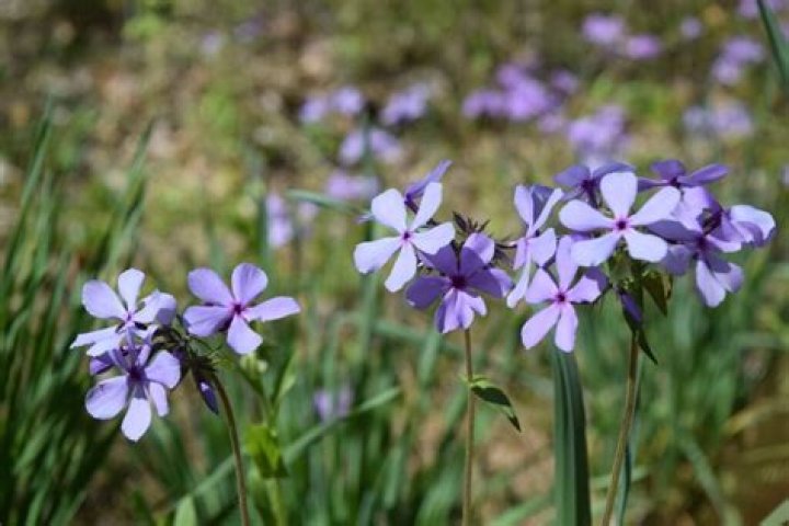 Do wildflowers grow back?