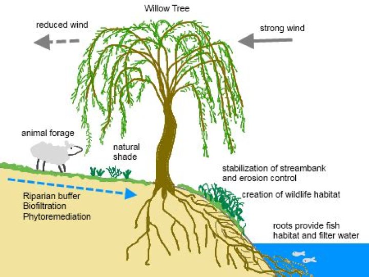 Do willow trees have deep roots?
