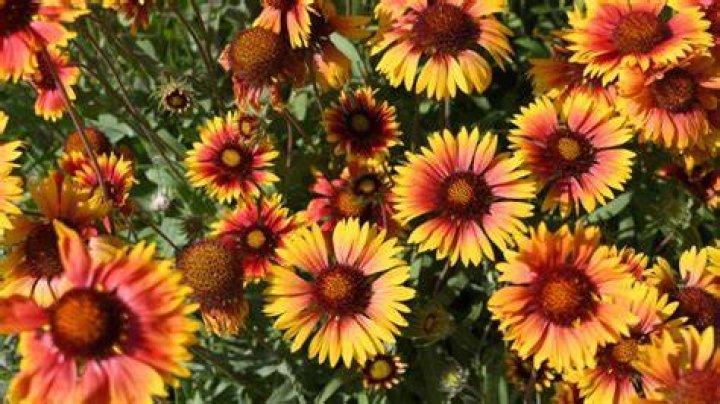 Do you cut back Gaillardia?