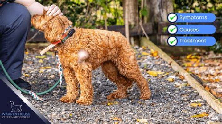 Do you have a dog Bateman?