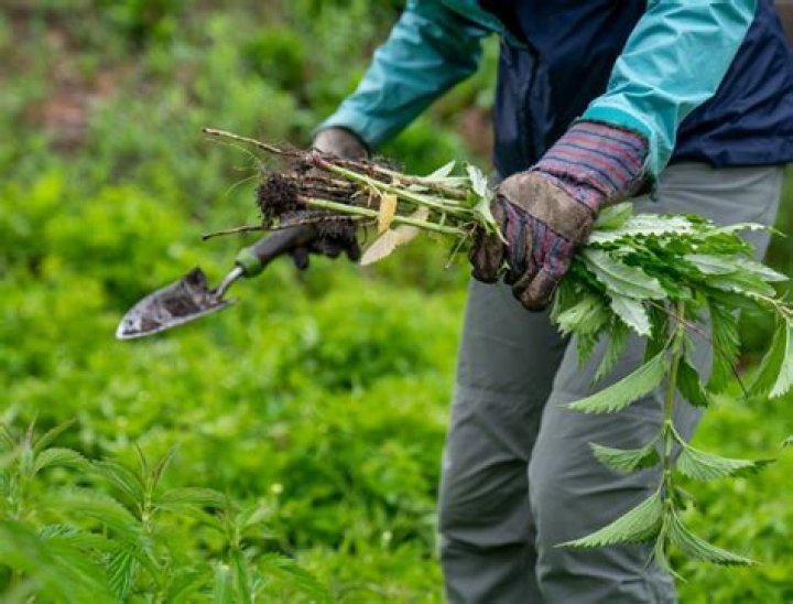 Do you have to pull weeds after spraying?