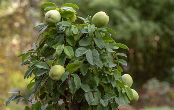 Do you need two quince trees to get fruit?