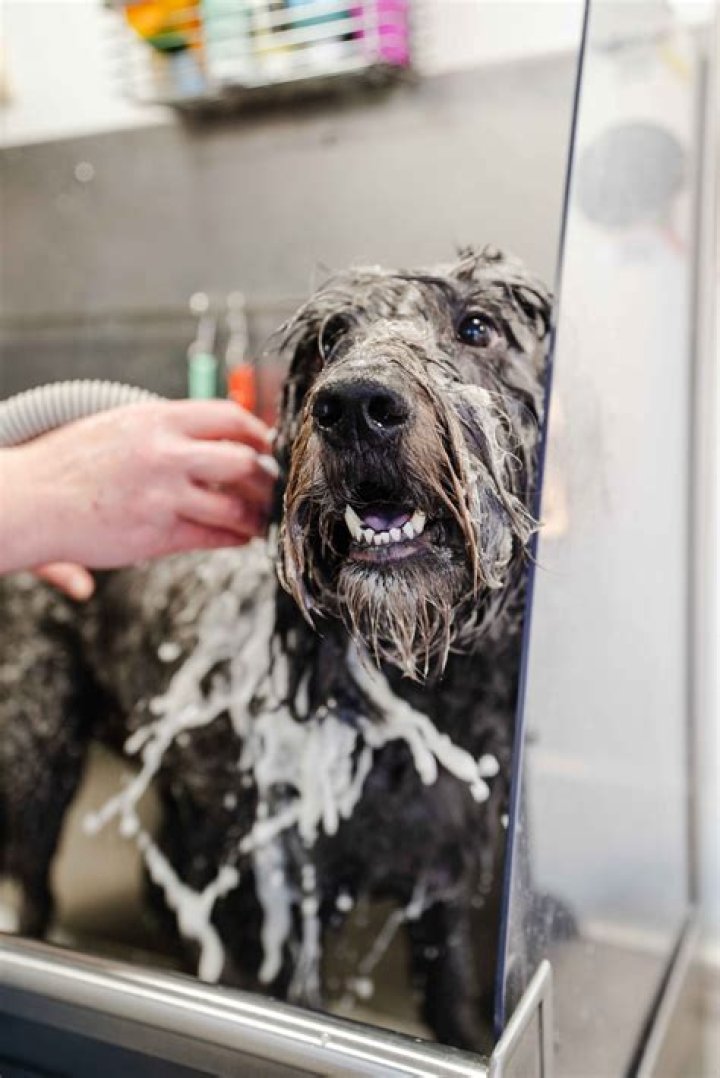 Do you tip mobile pet groomers?