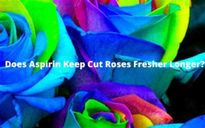 Does aspirin keep cut roses fresher longer experiment?