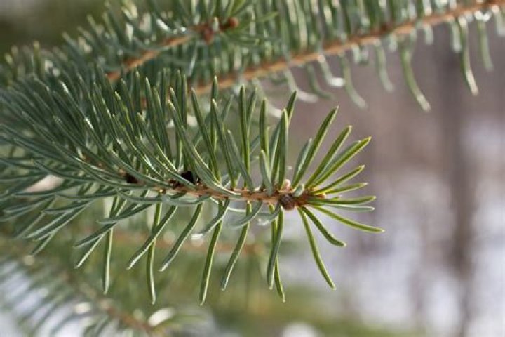 Does balsam smell like pine?
