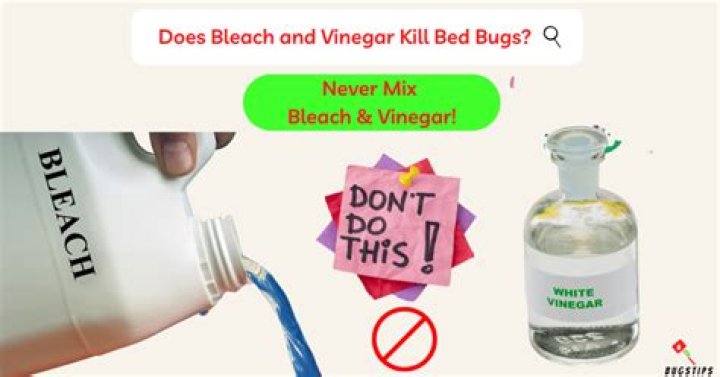 Does bleach and vinegar kill bed bugs?