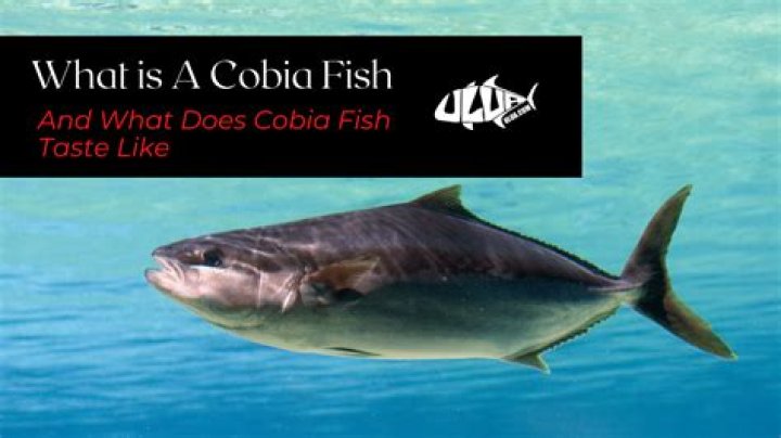 Does cobia taste fishy?