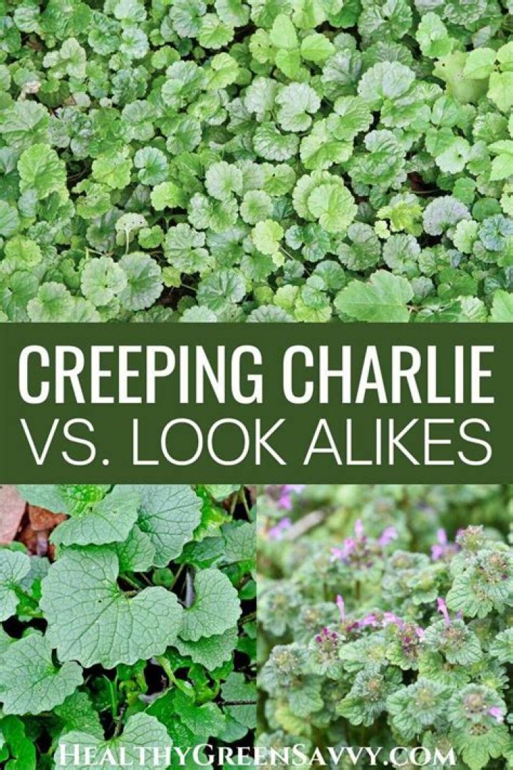 Does creeping Charlie come back every year?