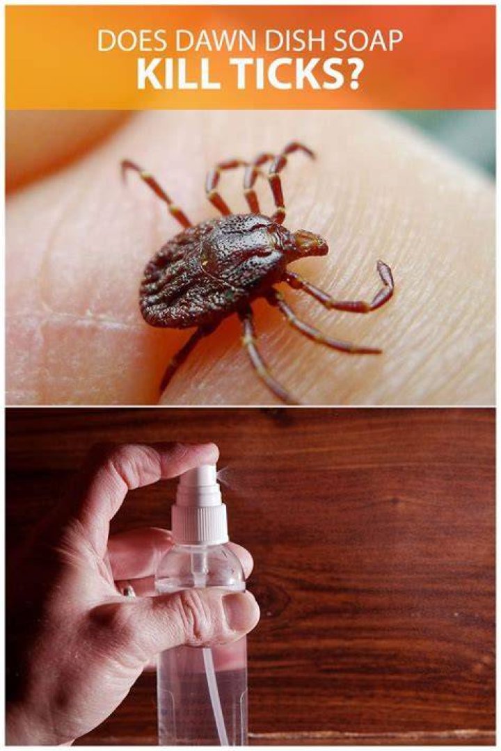 Does Dawn dish soap kill chinch bugs?