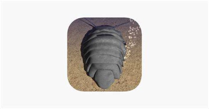 Does giant have an app?