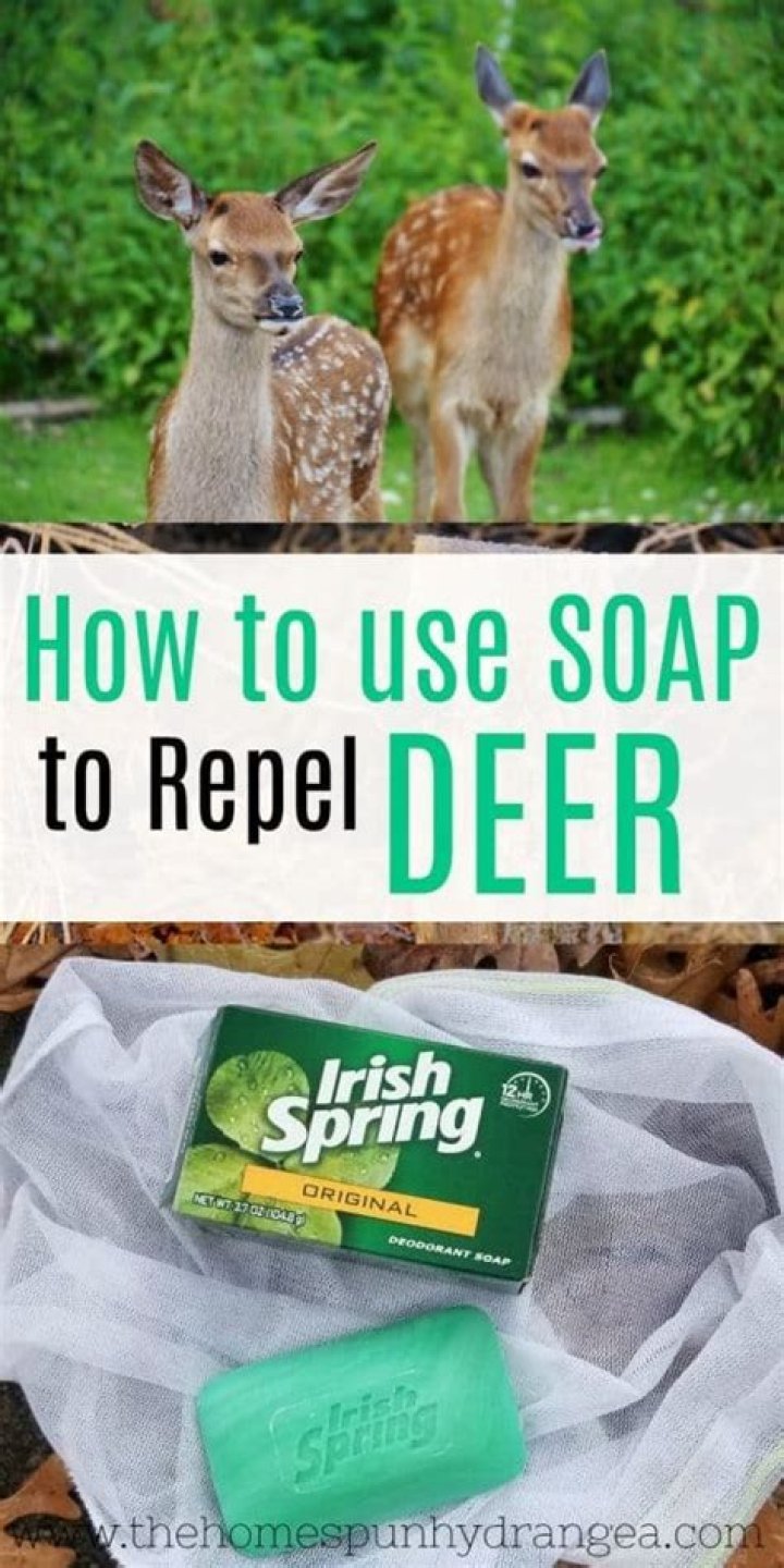Does Irish Spring soap keep deer away?